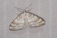 Perizoma albulata