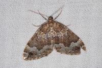 Lampropteryx suffumata
