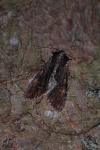 Apamea crenata