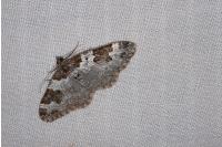 Xanthorhoe fluctuata