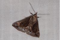 Hypena crassalis