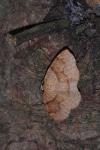 Plagodis pulveraria