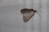 Anania fuscalis