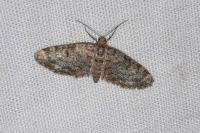 Eupithecia tantillaria