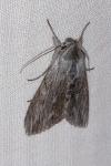 Cucullia lactucae