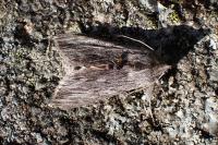 Cucullia lactucae