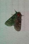 Gluphisia crenata