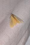 Wittia sororcula