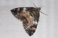 Dysstroma truncata
