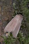 Mythimna sicula