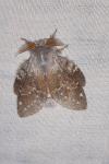 Stauropus fagi