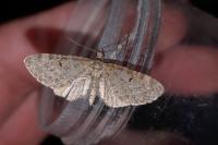 Eupithecia virgaureata