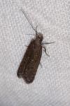 Neofaculta ericetella