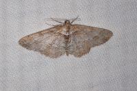 Paradarisa consonaria