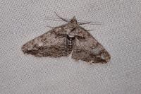 Cleora cinctaria