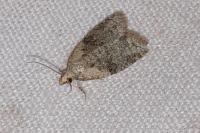 Capua vulgana