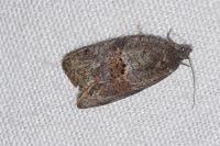 Syndemis musculana
