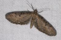 Eupithecia tripunctaria