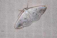Lomographa temerata
