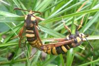 Sesia apiformis