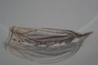 Crambus lathoniellus