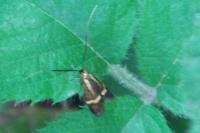 Nemophora degeerella