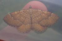 Camptogramma bilineata