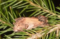 Notodonta ziczac