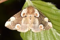 Thyatira batis