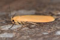 Katha depressa