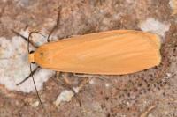 Katha depressa