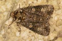 Craniophora ligustri