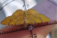Camptogramma bilineata