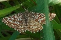 Ematurga atomaria