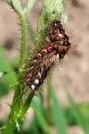 Acronicta rumicis