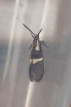 Dasycera oliviella