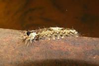 Lymantria monacha