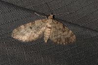 Eupithecia tantillaria