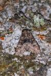 Apamea illyria