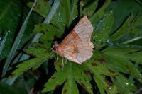 Selenia lunularia