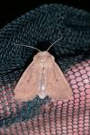 Mythimna sicula