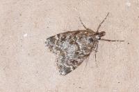 Eudonia truncicolella