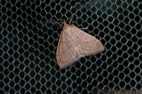 Anania fuscalis