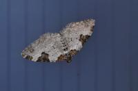 Xanthorhoe fluctuata