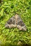 Ecliptopera silaceata