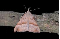 Hypena proboscidalis