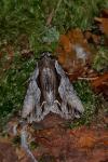 Calliergis ramosa