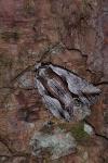 Calliergis ramosa