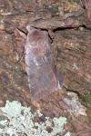 Cerastis rubricosa