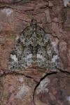 Chloroclysta siterata